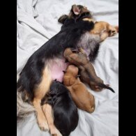 Chihuahua - Bitches
