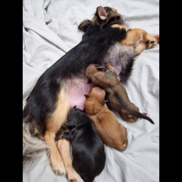Chihuahua - Bitches