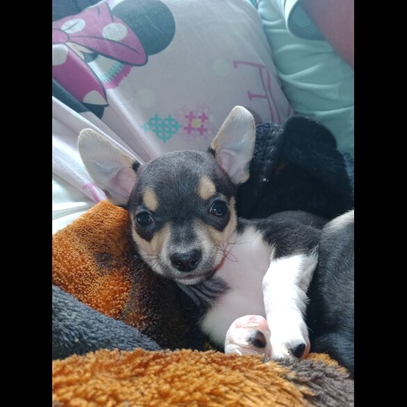 Chihuahua - Dogs