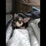Chihuahua - Dogs