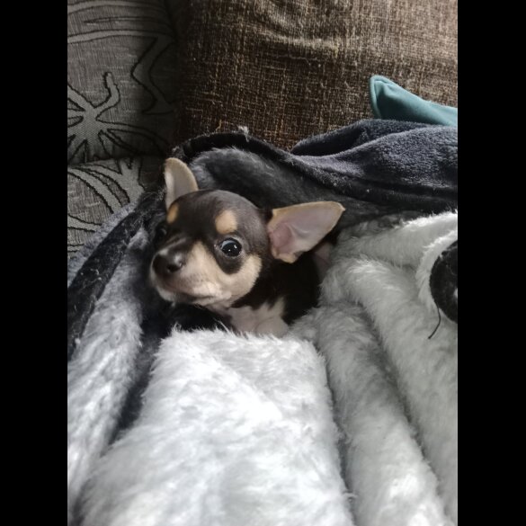 Chihuahua - Dogs