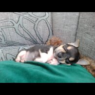 Chihuahua - Dogs