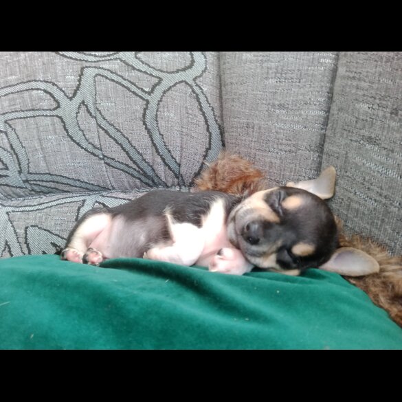 Chihuahua - Dogs