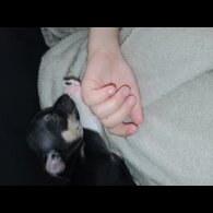Chihuahua - Dogs