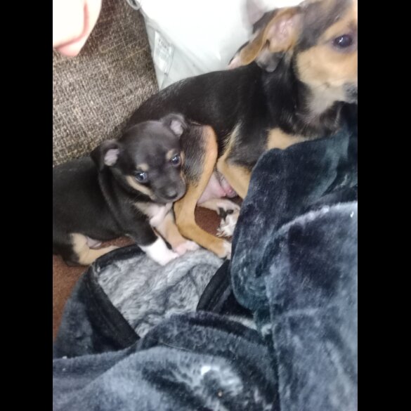 Chihuahua - Dogs