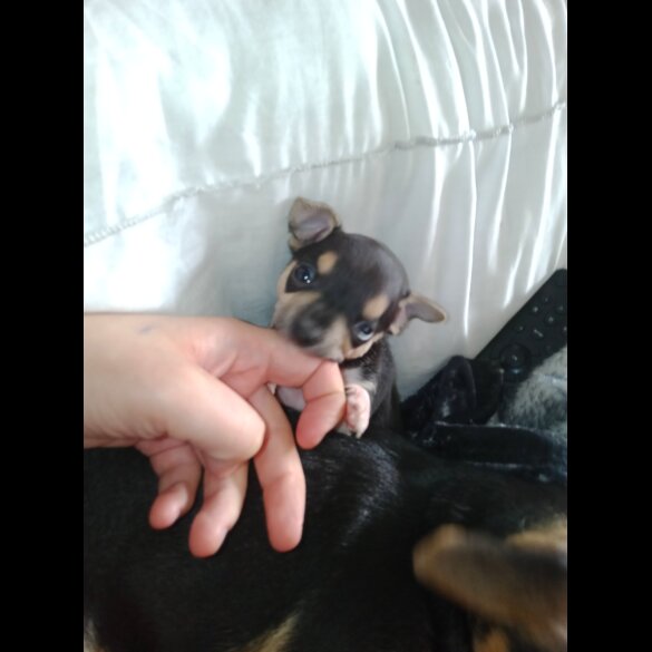 Chihuahua - Dogs