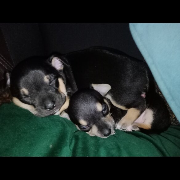 Chihuahua - Dogs