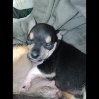Chihuahua - Dogs