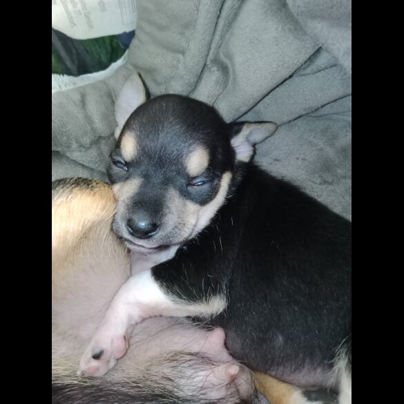 Chihuahua - Dogs
