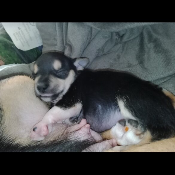 Chihuahua - Dogs