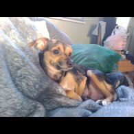 Chihuahua - Dogs