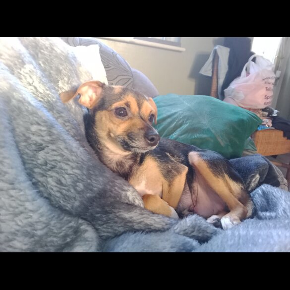 Chihuahua - Dogs