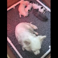 Chihuahua - Both