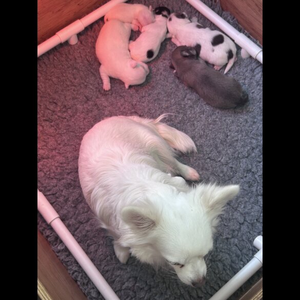 Chihuahua - Both
