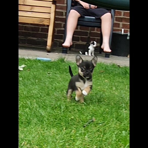 Chihuahua - Dogs