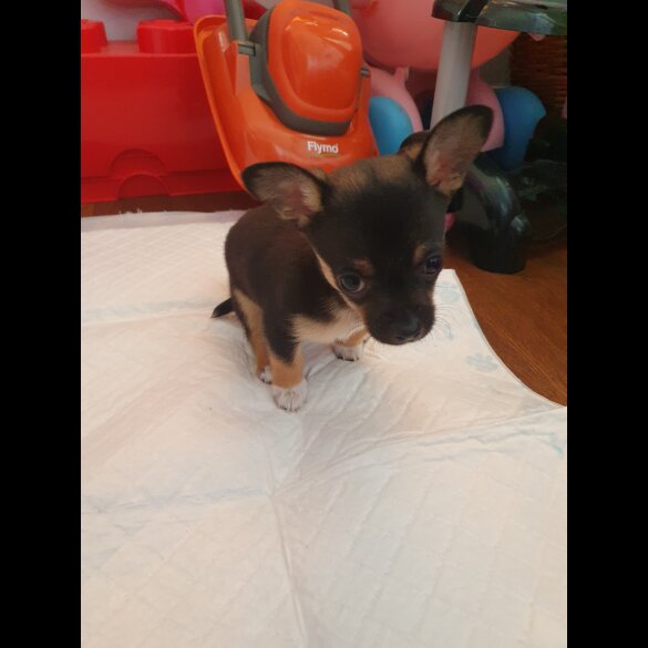Chihuahua - Dogs