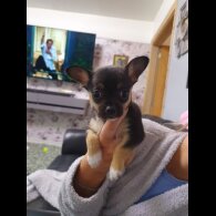 Chihuahua - Dogs