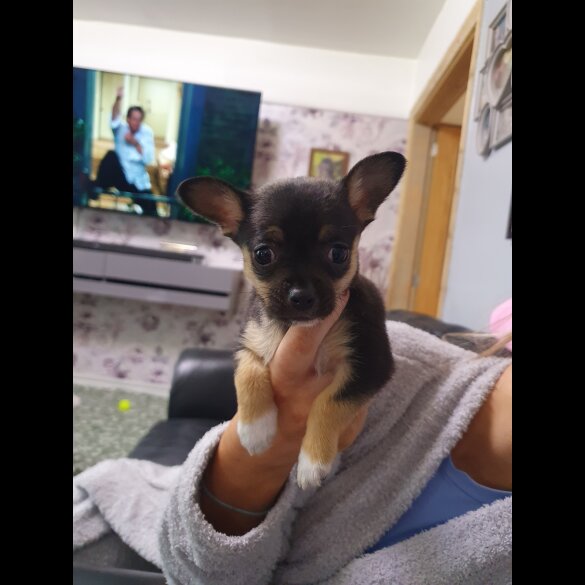Chihuahua - Dogs
