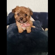 Chihuahua - Bitches