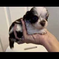 Chihuahua - Both