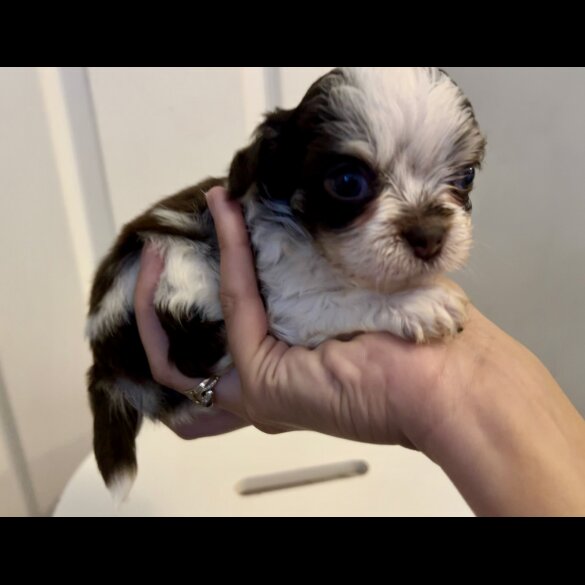 Chihuahua - Both