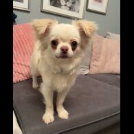 Chihuahua - Both