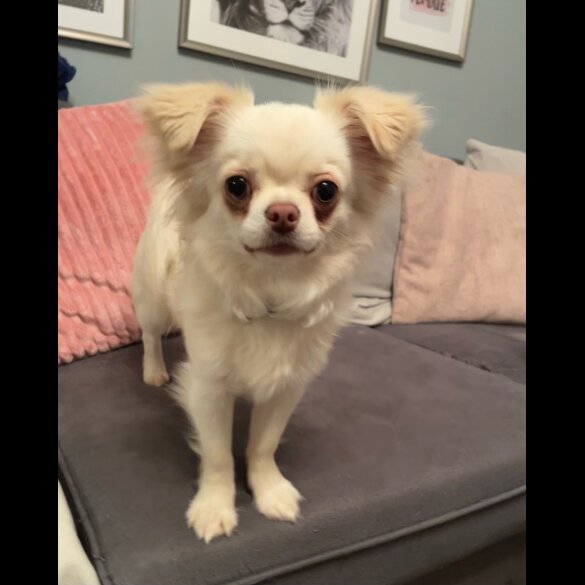 Chihuahua - Both