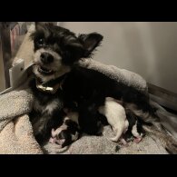 Chihuahua - Both