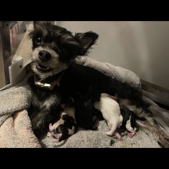 Chihuahua - Both