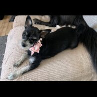 Chihuahua - Both