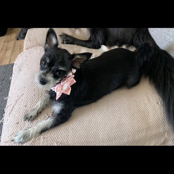 Chihuahua - Both