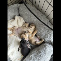 Chihuahua - Dogs