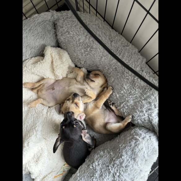 Chihuahua - Dogs
