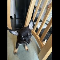 Chihuahua - Dogs