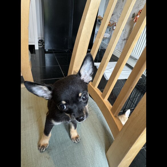 Chihuahua - Dogs