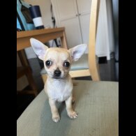 Chihuahua - Dogs