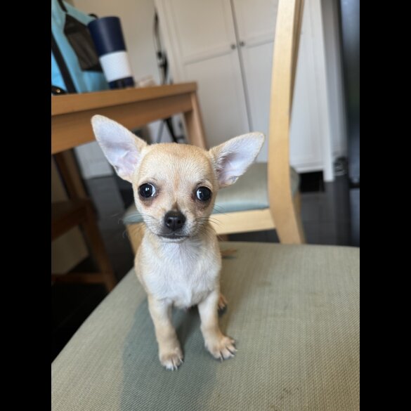 Chihuahua - Dogs
