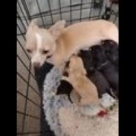 Chihuahua - Dogs