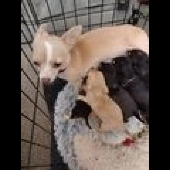 Chihuahua - Dogs