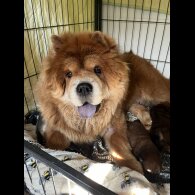 Chow Chow - Both
