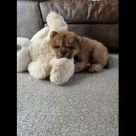Chow Chow - Both