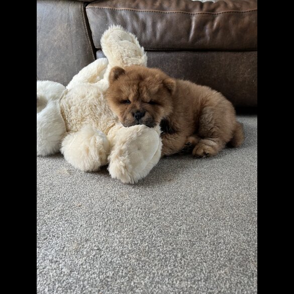 Chow Chow - Both