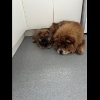 Chow Chow - Both