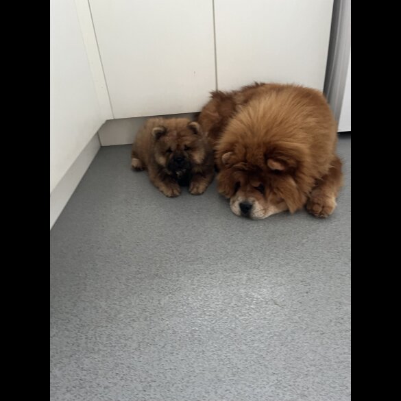 Chow Chow - Both