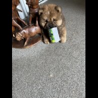Chow Chow - Both