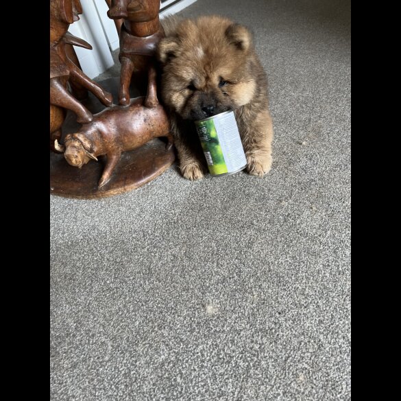 Chow Chow - Both