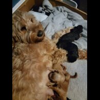 Cockapoo - Dogs