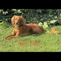 Cockapoo - Both
