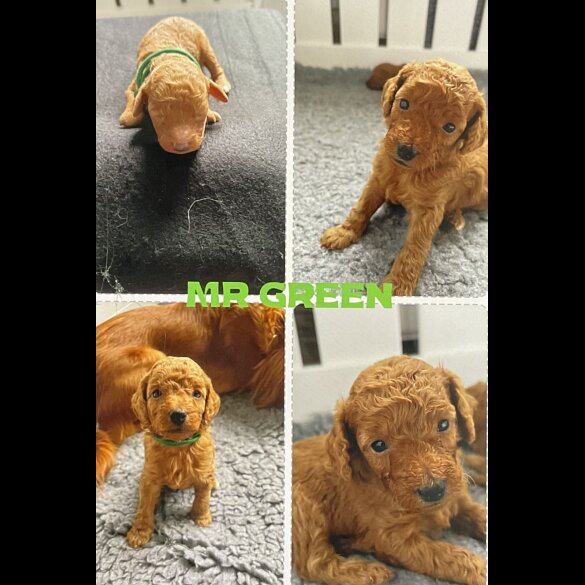 Cockapoo - Both