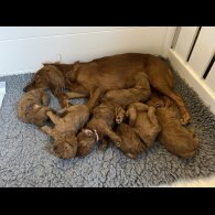 Cockapoo - Both